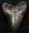 Black Beauty Megalodon Tooth - Medway Sound #13626-1